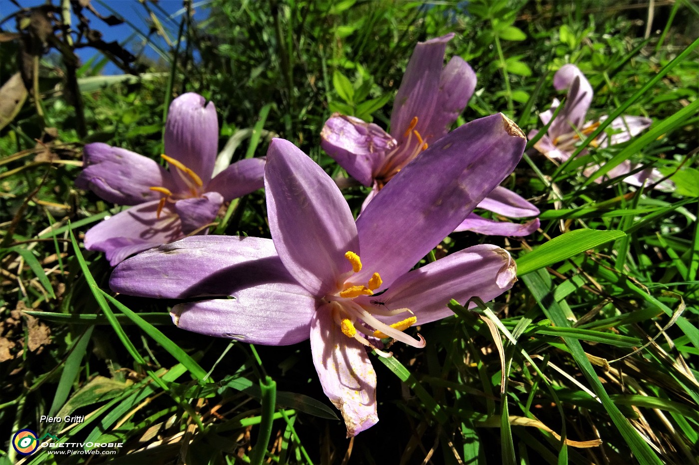 20 Fiori di Colchico autunnale ( Colchicum autumnale).JPG